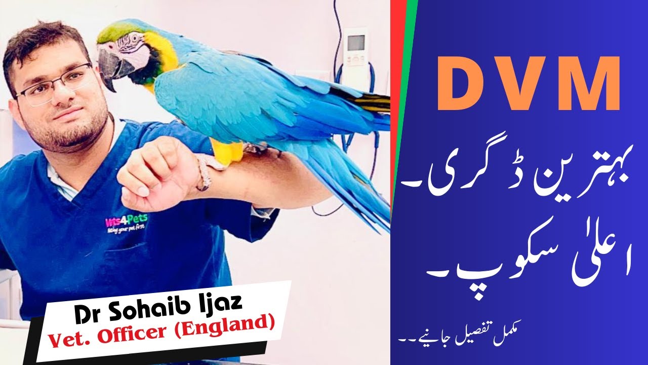 DVM Degree | Scope in Pakistan and Abroad | Complete Details