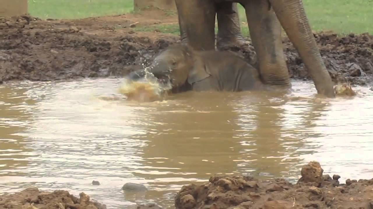 Baby Elephant Navann's Outing - ElephantNews