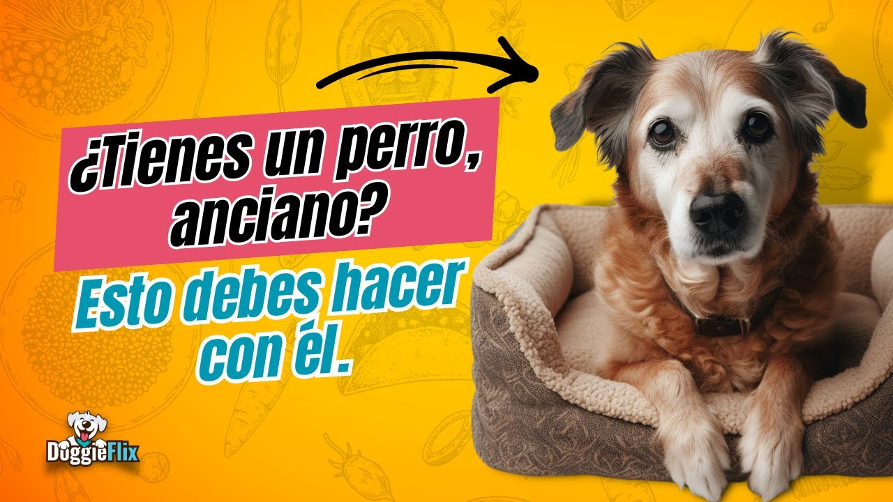 Cómo Cuidar un Perro Anciano .