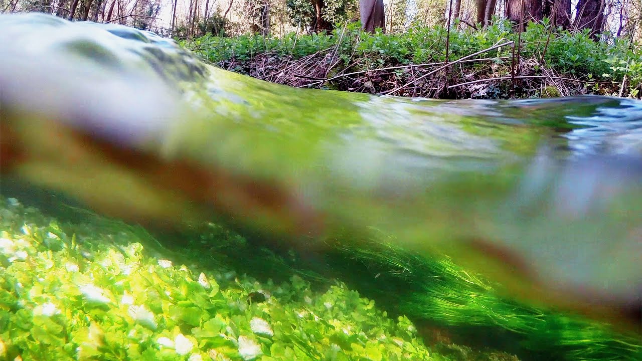 Norfolk’s Forgotten Chalk Stream
