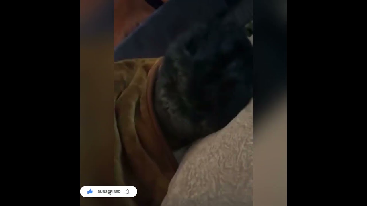 شيووو هاتەوە زور تورەیە ليم  😂🌿 