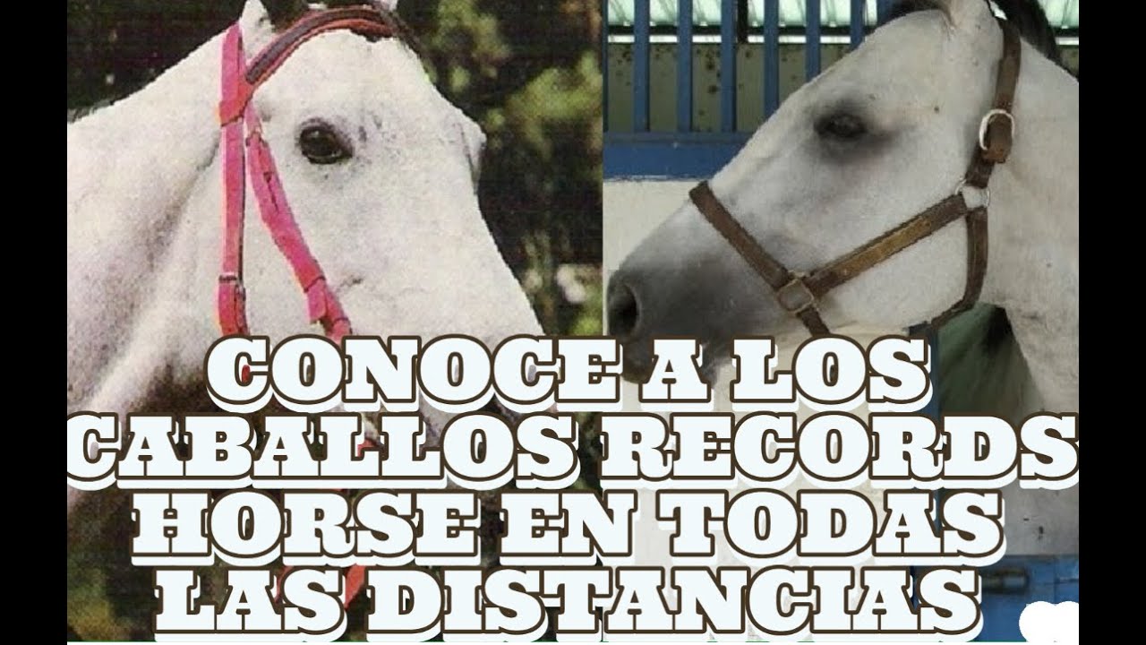 CABALLOS CAMPEONES CON LOS RECORDS DE PISTA DESDE 800 METROS A 3200 METROS