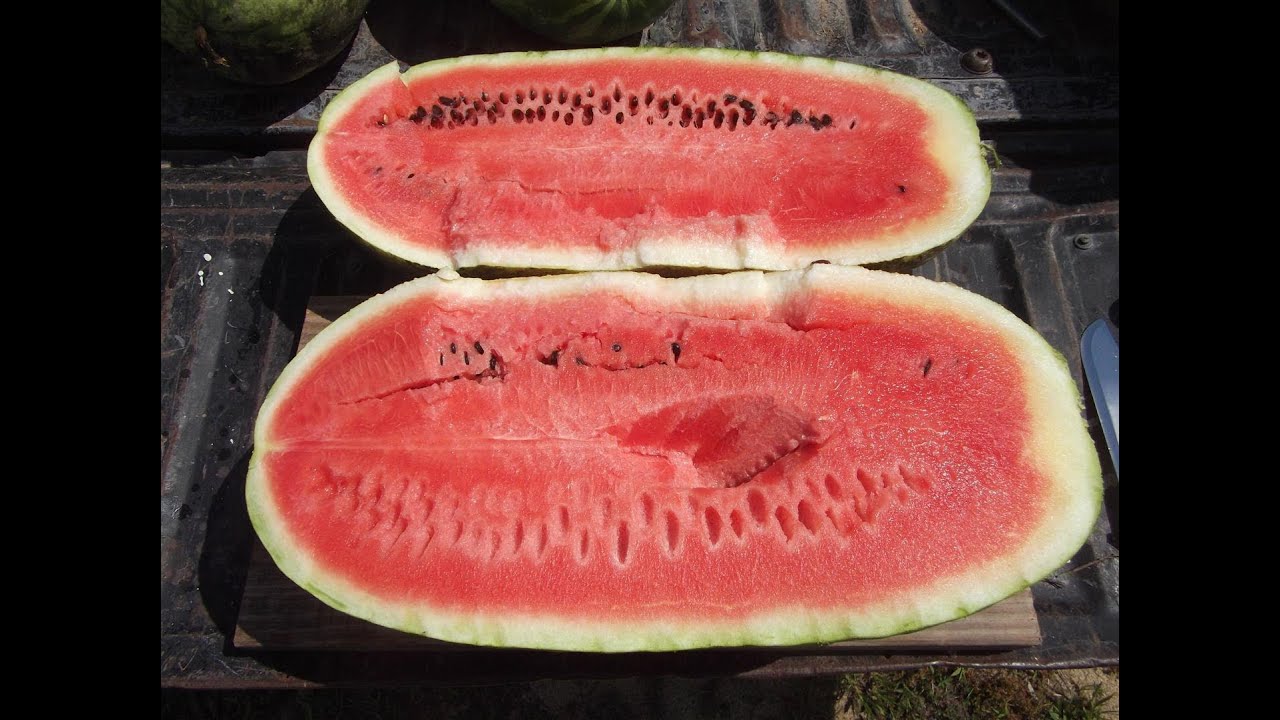 Heavy Watermelons in the Weeds