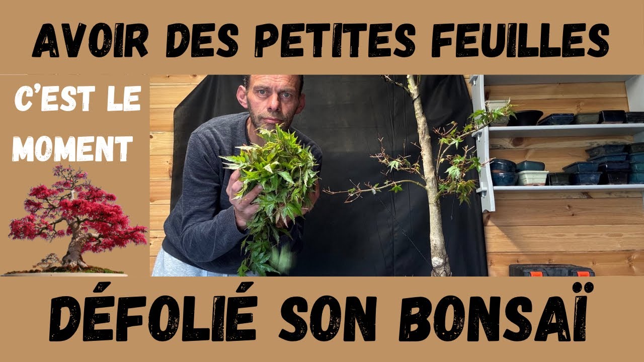 Comment Réduire la taille des Feuilles de son BONSAÏ