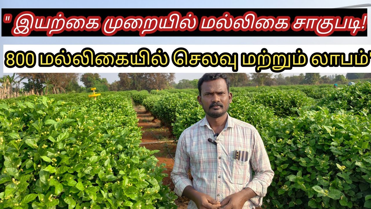 💫 செடி முழுக்க பூக்கள் பூக்க! இயற்கை முறையில் மல்லிகை சாகுபடி ரகசியங்கள் #organicfarming #jasmine 💢