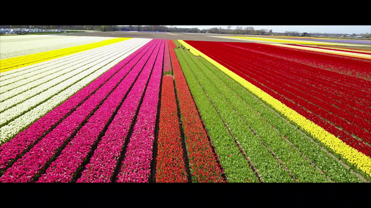 Dutch Flower Fields near Keukenhof