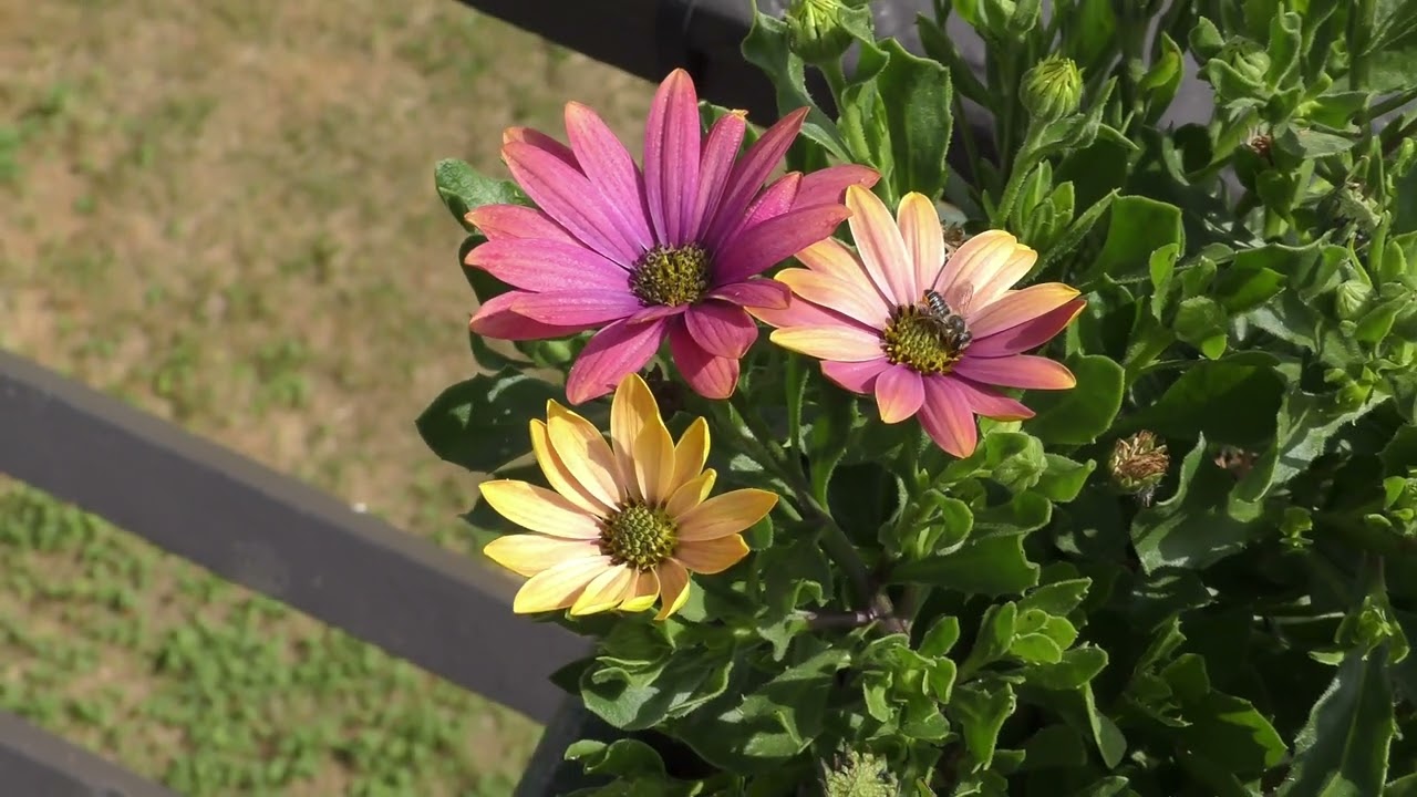 NEUF-BRISACH (HAUT-RHIN) - LA CITE DE VAUBAN