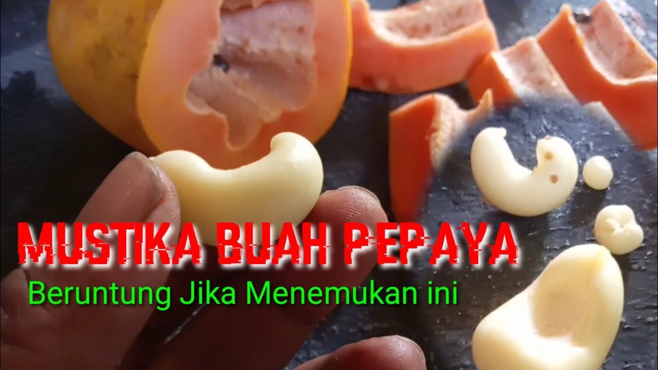 Mustika buah pepaya, benda bertuah , ketemu ini anda sangat beruntung