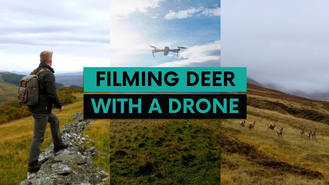 FILMING DEER with a DRONE in the Scottish Highlands