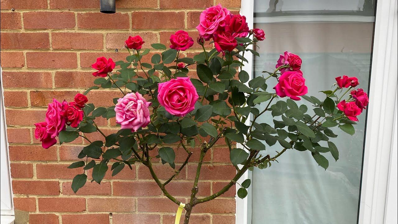 Timeless Charisma - Standard Tree Rose - July 2022