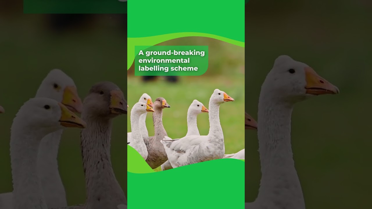 CIWF 5 farmed animal wins from around the world