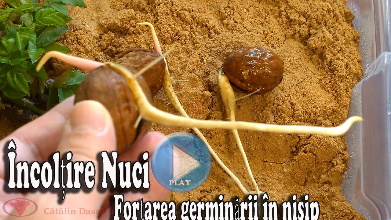 Forțarea Germinării Nucilor - Germinarea în nisip