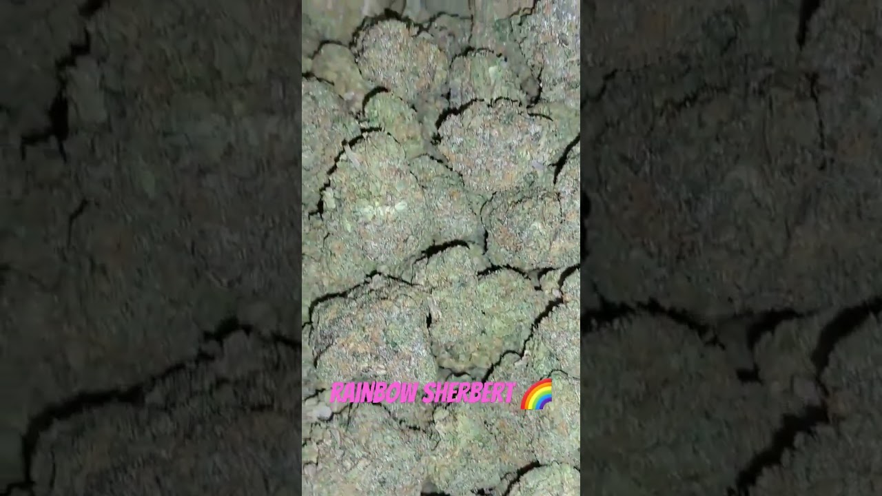 Rainbow Sherbet&nbsp;is an balanced&nbsp;hybrid&nbsp;marijuana strain made by crossing&nbsp;Champagne&nbsp;with&nbsp;Blackberry