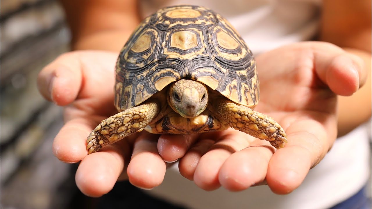 ヒョウモンリクガメの赤ちゃんを飼い始めました