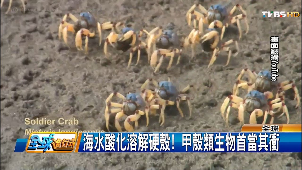 海洋生態拉警報! 海水酸化殺死黃金蟹 全球進行式 20160528 (1/3)