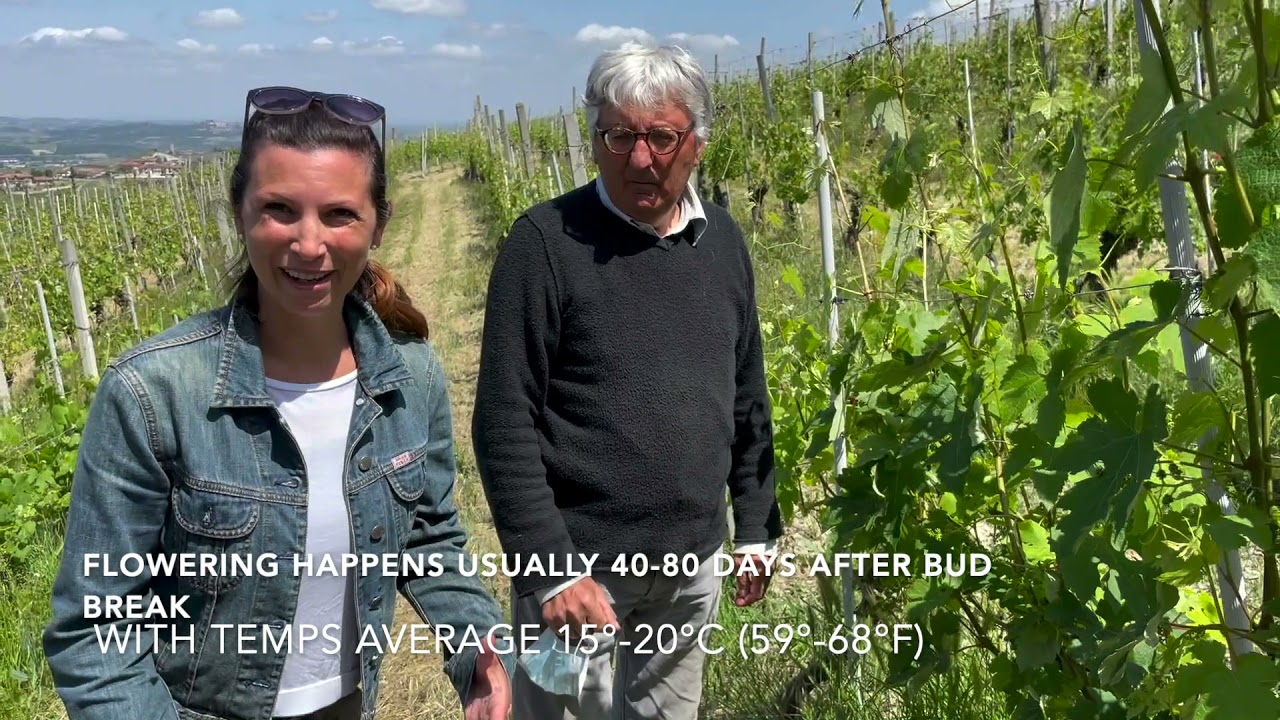 Barolo Wine Club - Winemaker video with Fratelli Grasso from Treiso