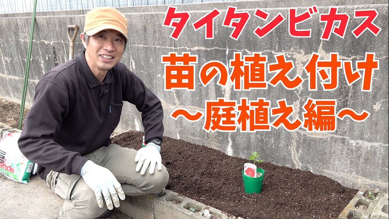 【タイタンビカス】苗の植え付け ～庭植え編～【赤塚植物園農場だより】