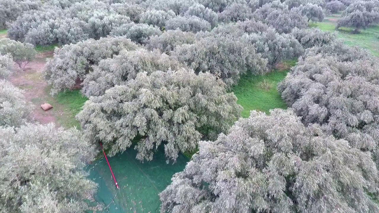 Λιομαζωχτός / Olive Harvest 2017 in Palaikastro Crete