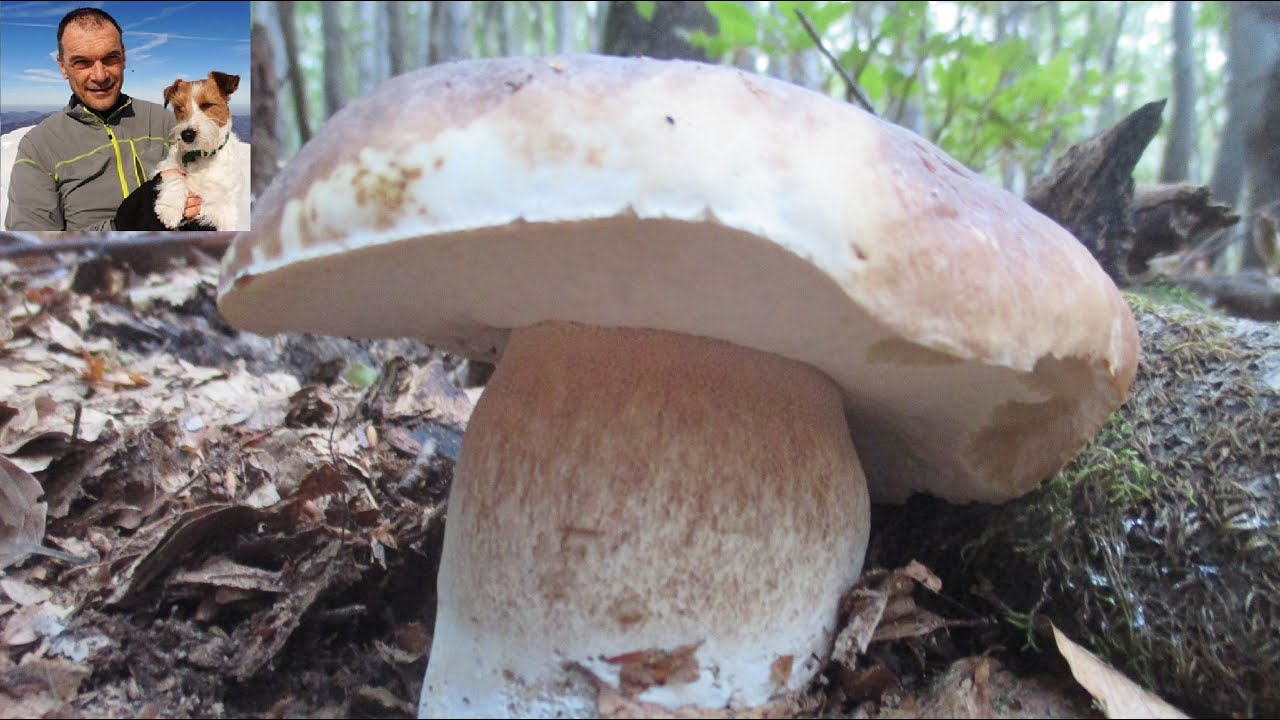 Bellissimi funghi porcini  settembre 2018 raccolti nel parco dei cento Laghi con 