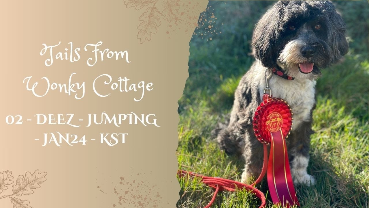 Tibetan Terrier Deez at a dog Agility Competition - 2024 - 0128 - KST - Jumping - 1st