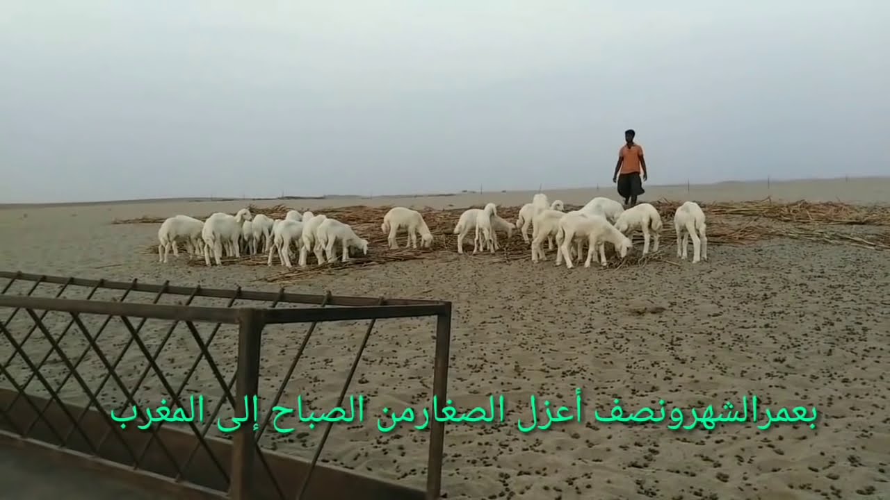 اربح من تربية أغنامك 👍.