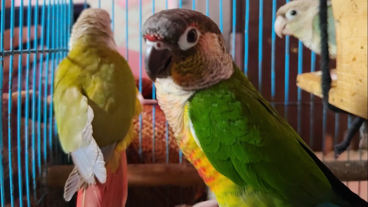 My conure get happy to get my phone in and playing with my phone 😆