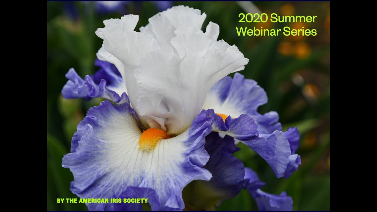 AIS Webinar #1: Gary White on “Irises and AIS — The Early Years