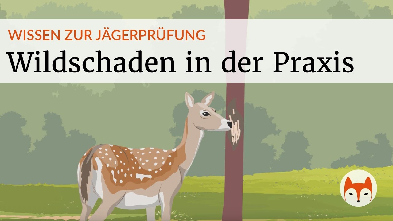 🦌 Land- & Waldbau &ndash; Wildsch&auml;den in der Land- und Forstwirtschaft - Vorschau