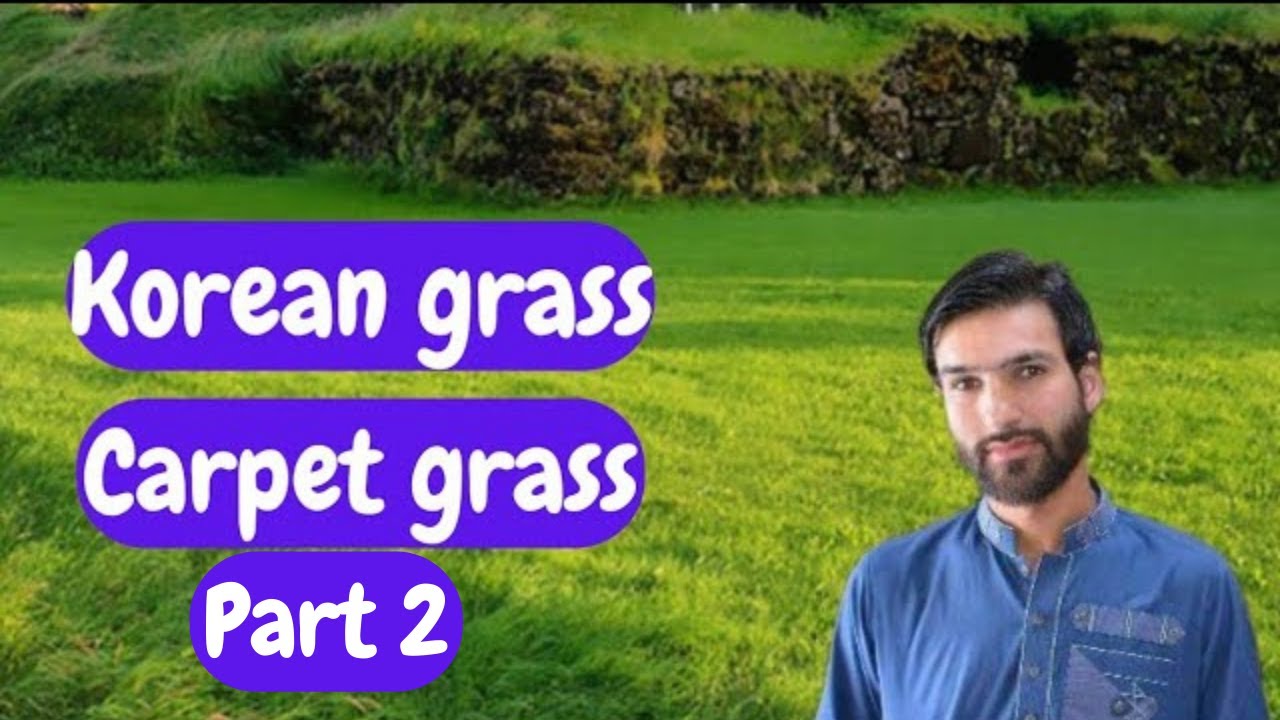 How to Grow Korean grass in low Budget