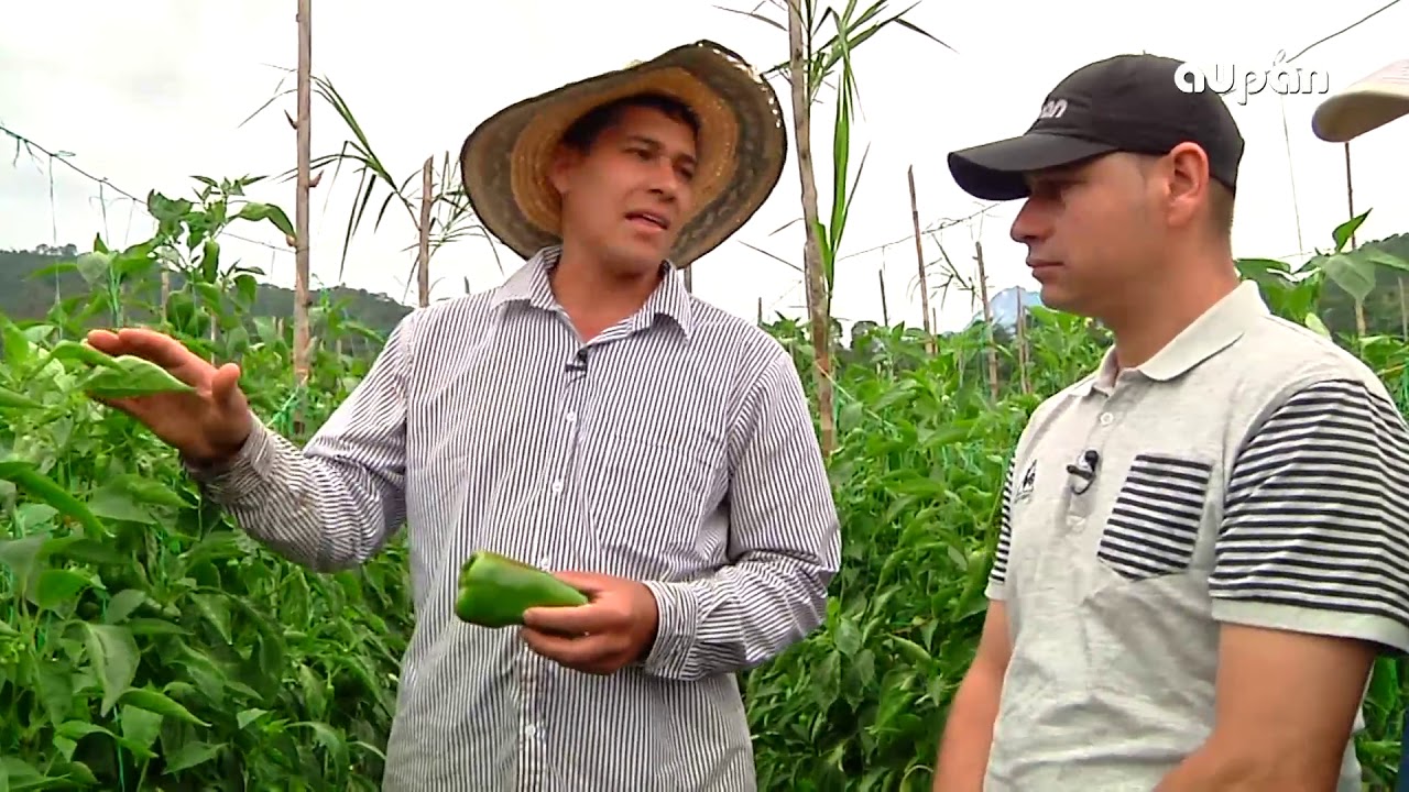 LA GRANJA    PIMENTÒN   28 DE MARZO DE 2019