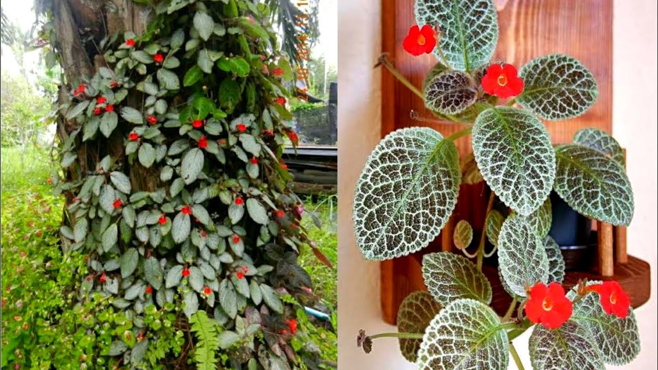 A Planta Tapete de Rainha é uma planta de fácil cultivo que deixa seu Jardim mais charmoso