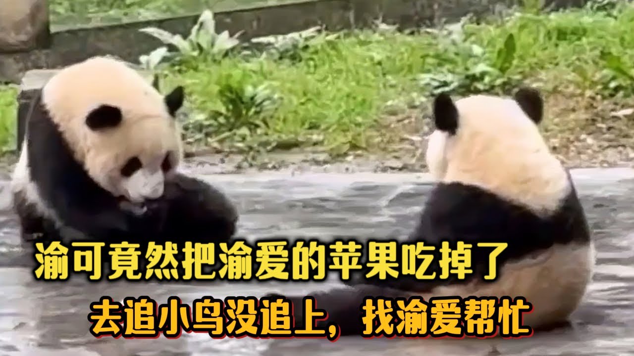 渝可竟然把渝爱的苹果吃掉了，渝可去追小鸟没追上，找渝爱帮忙