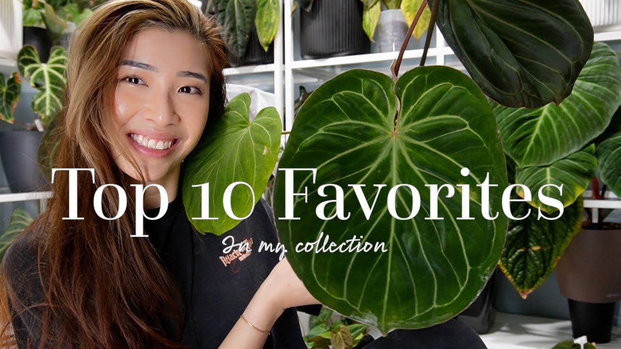 My current favorite top 10 plants in my collection