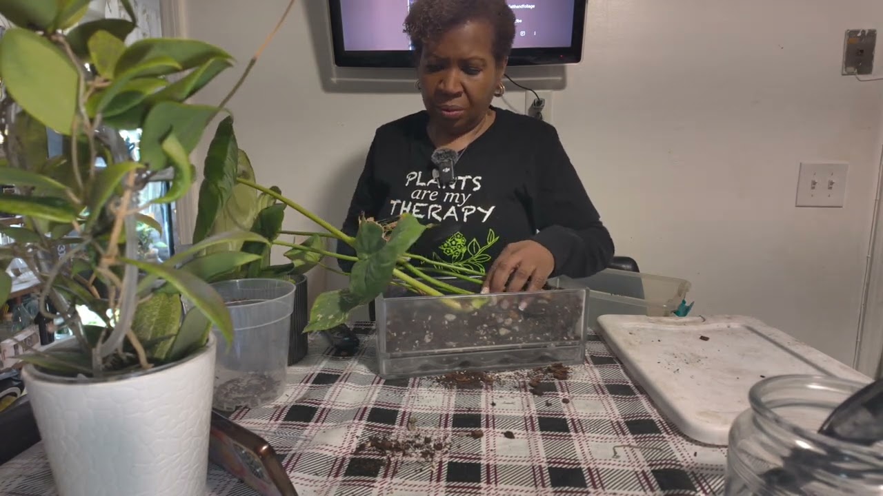 Неудачная пересадка филодендрона Дина Макдауэлла! Растения и всё, что с ними связано!