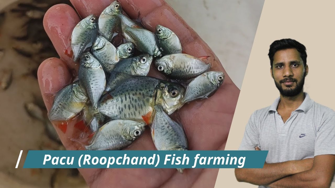 Pacu (Roopchanda) Fish Farming, Pacu Fish Farming in Pond.