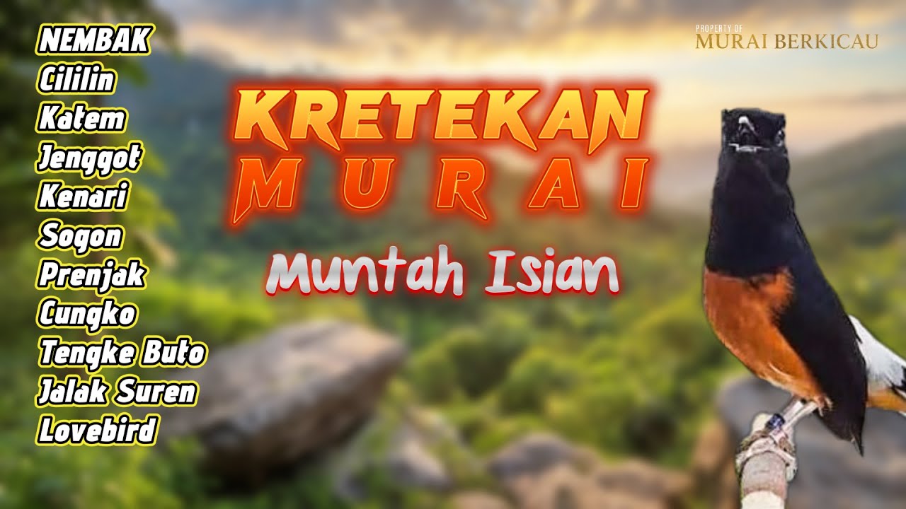 #2 MURAI BATU GACOR FULL ISIAN | PANCING EMOSI DAN BIRAHI !