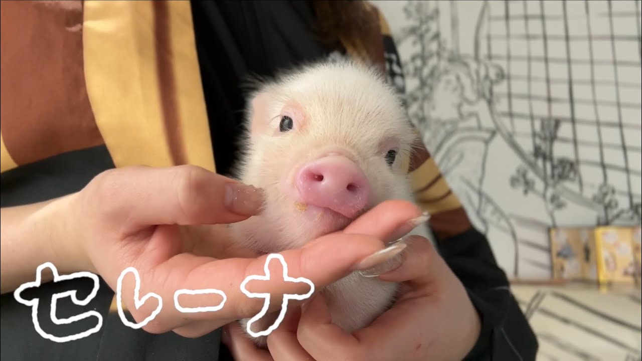 pigちゃん紹介動画〜セレーナ Serena〜