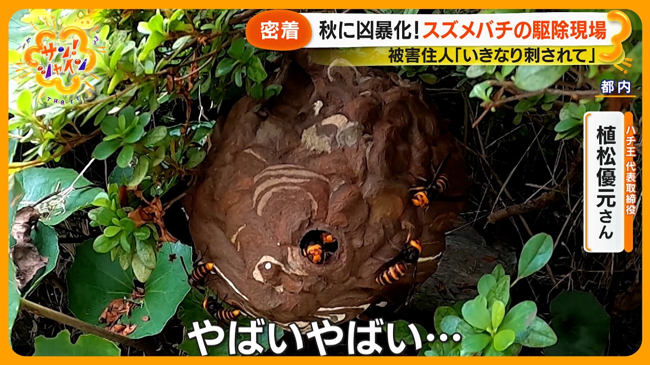 【危険】猛暑でスズメバチが“凶暴化”危険性が増大！？ 駆除現場に密着 ｢大きくなるスピードが早い｣ 【サン！シャインニュース】
