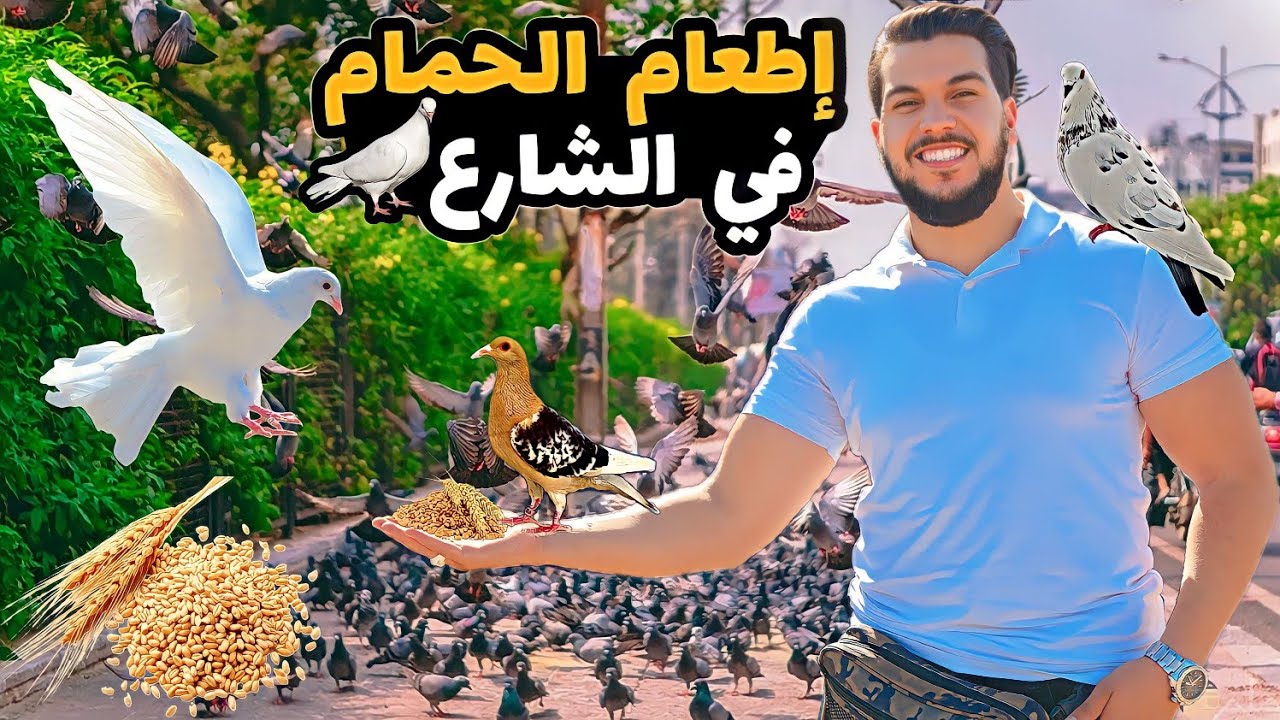 اطعام #طيور الحمام في الشارع تحت شعار (دير الخير تلقاه)🕊❤