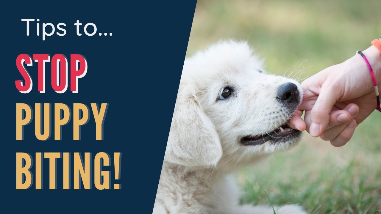 How To Stop Puppy From Biting Me - Curb This Behavior