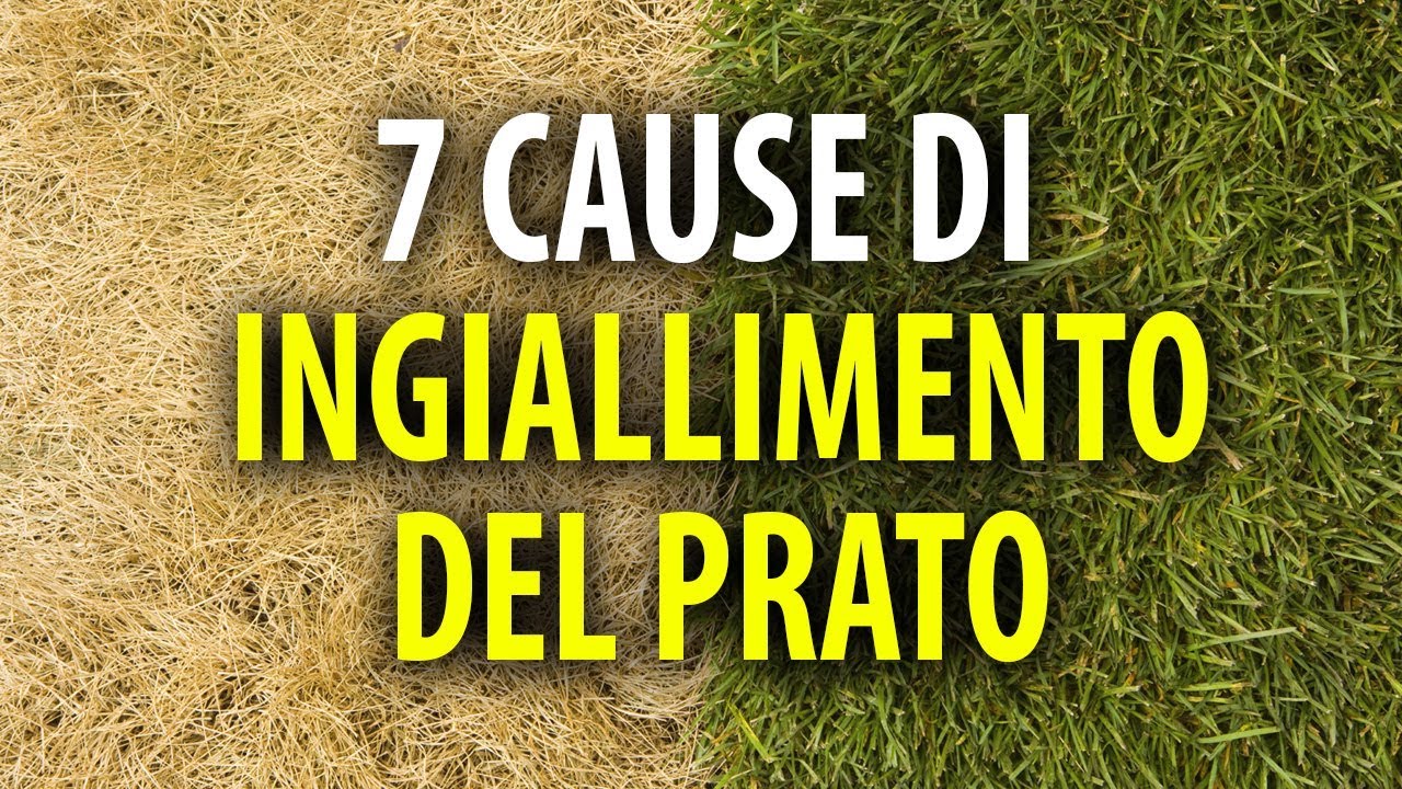 7 Cause di Ingiallimento del Prato