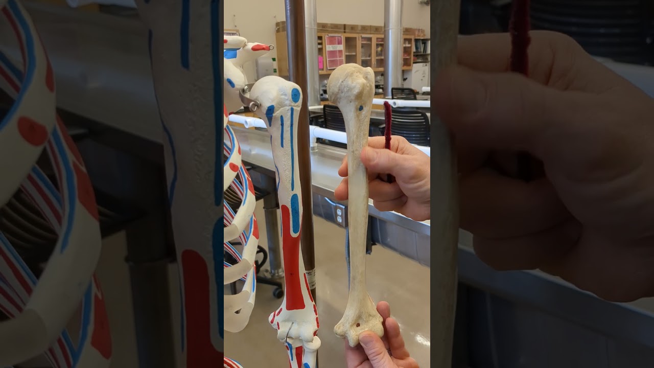 Плечевая кость