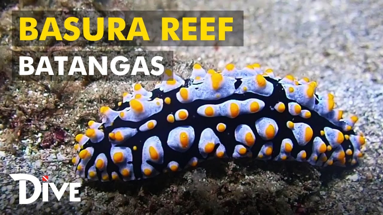 Basura Reef & Underwater Macro Photography with Jerome Kim | THE DIVE