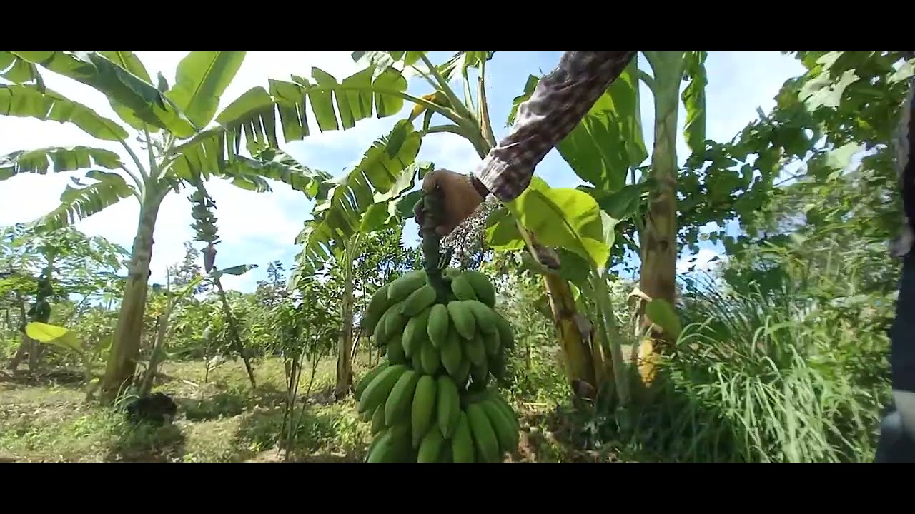 #เกษตรพึ่งพาตัวเอง #เกษตรผสมผสาน #fruit #ตัดกล้วยน้ำว้า 