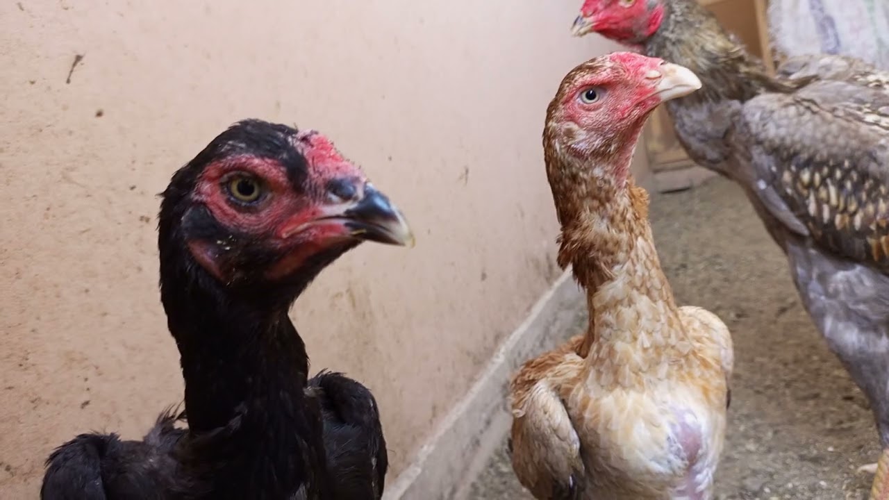 rozer aseel farm in Karachi #rozersandhu #aseelmurga #aseelbirds #aseel #chicken