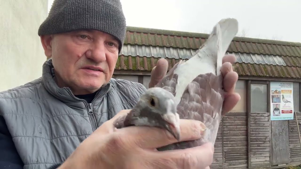 Gołębie Janssen Vos , Mały Vos linia Łepuch czerwone do rozpłodu 513016809 Artur Pawelec