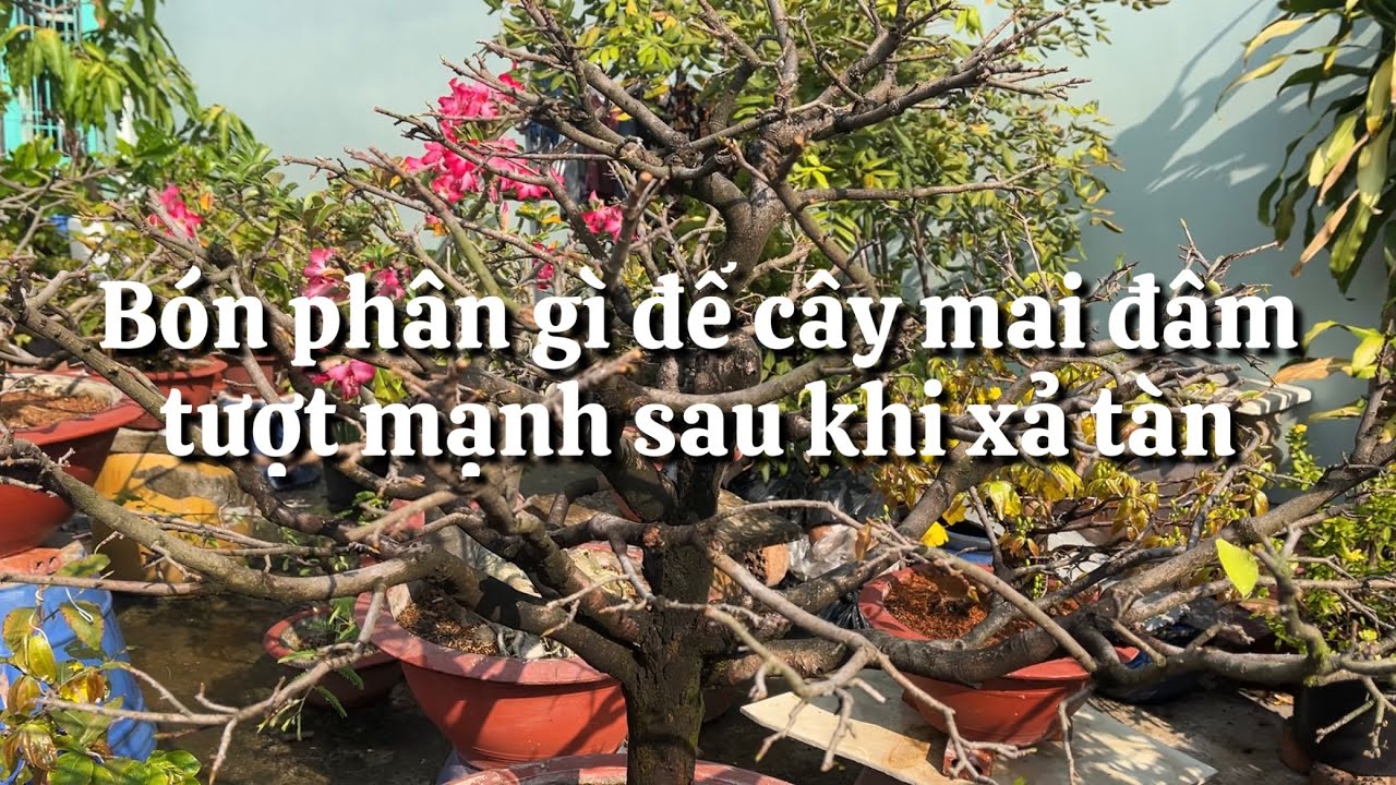Bón phân gì cho cây mai sau khi xả tàn để cây đâm tượt mạnh ? 6-1 âm lịch