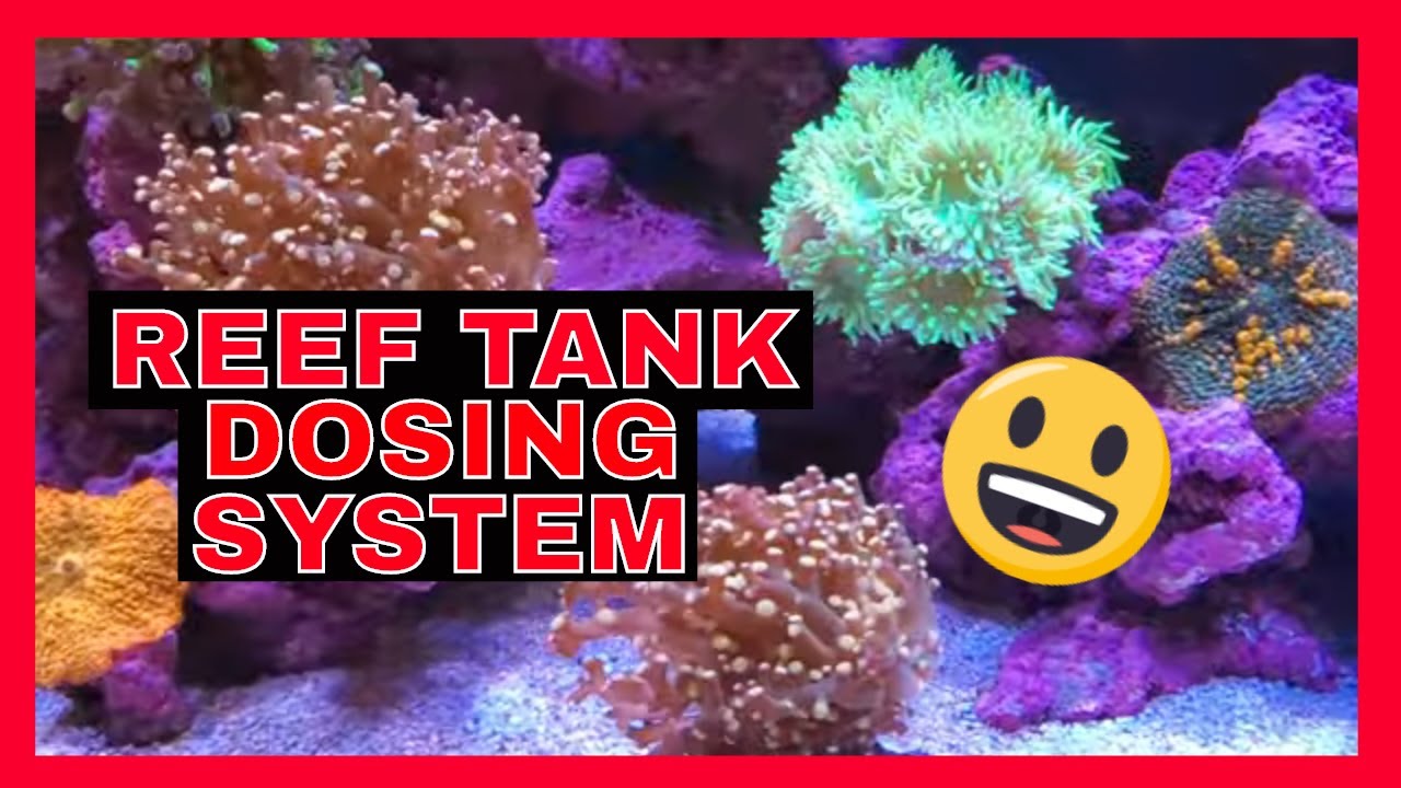 75 Gallon Reef Tank - Adding A Dosing System