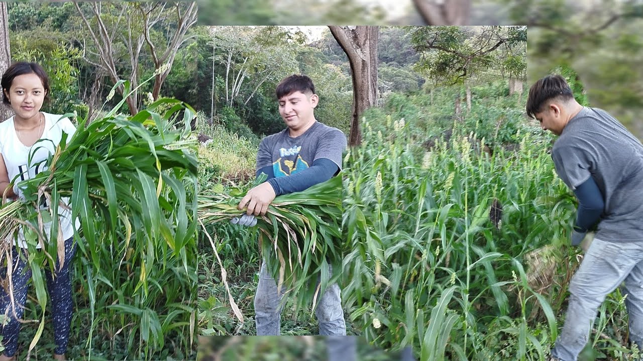 Cristian arrancando guatera para los animales 😁👍🏻