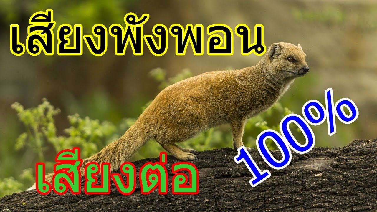 เสียงพังพอน เสียงต่อ 100%